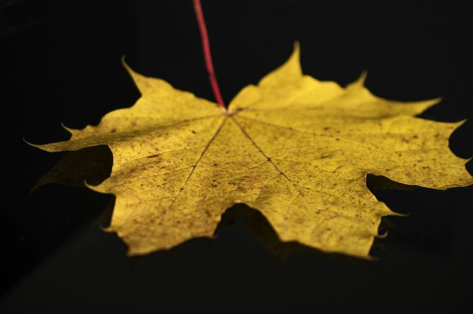 leaf-4650214_1920.jpg?typew1