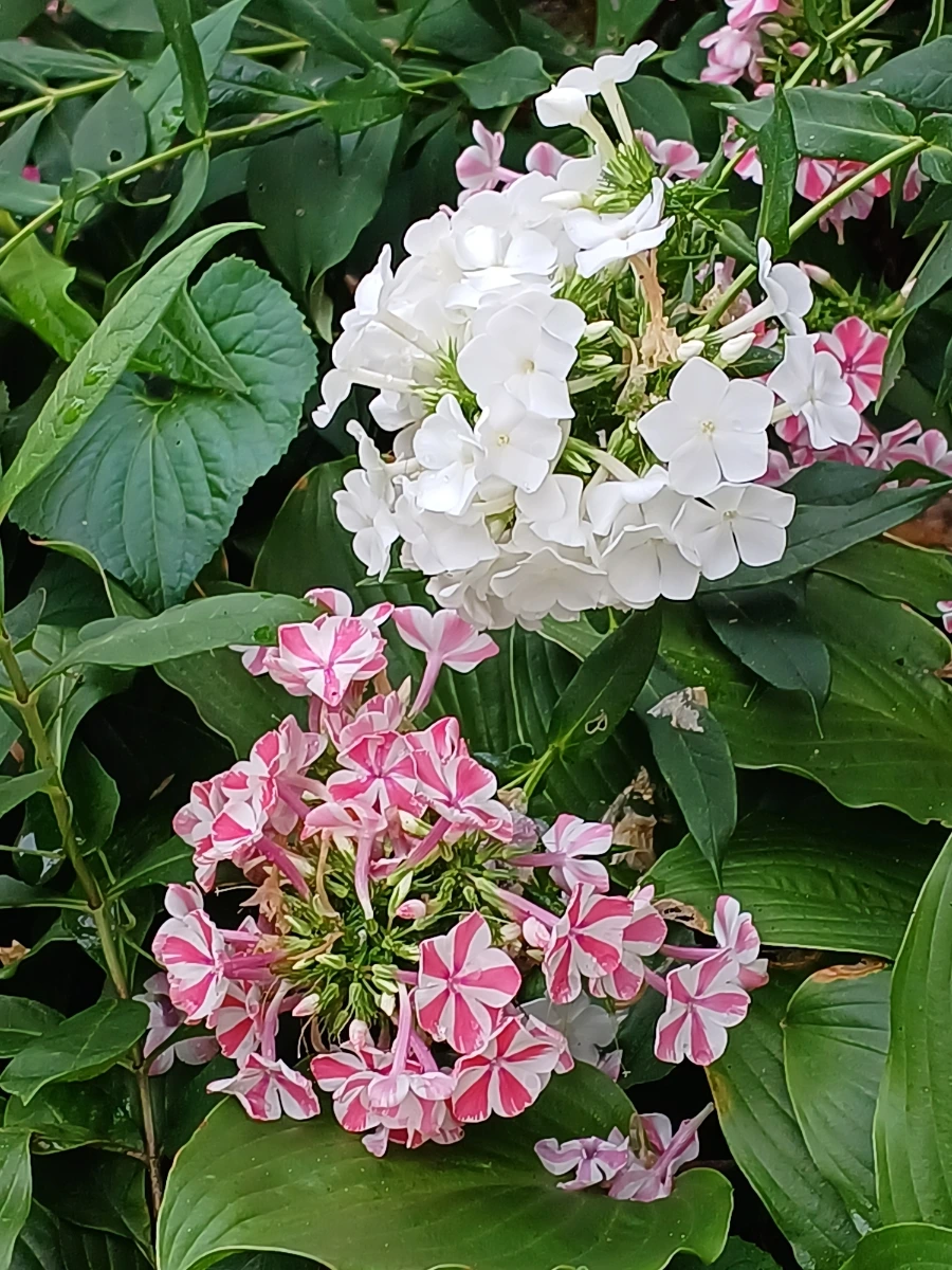 20220721%EF%BC%BF131235.jpg?type=w1