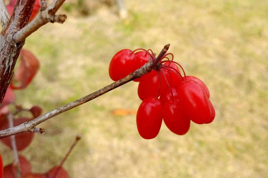 korean-barberry-3765144_1920.jpg?type=w1