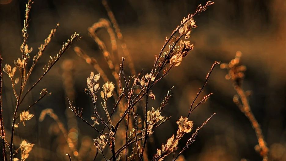 plants-6647512_1920.jpg?typew1