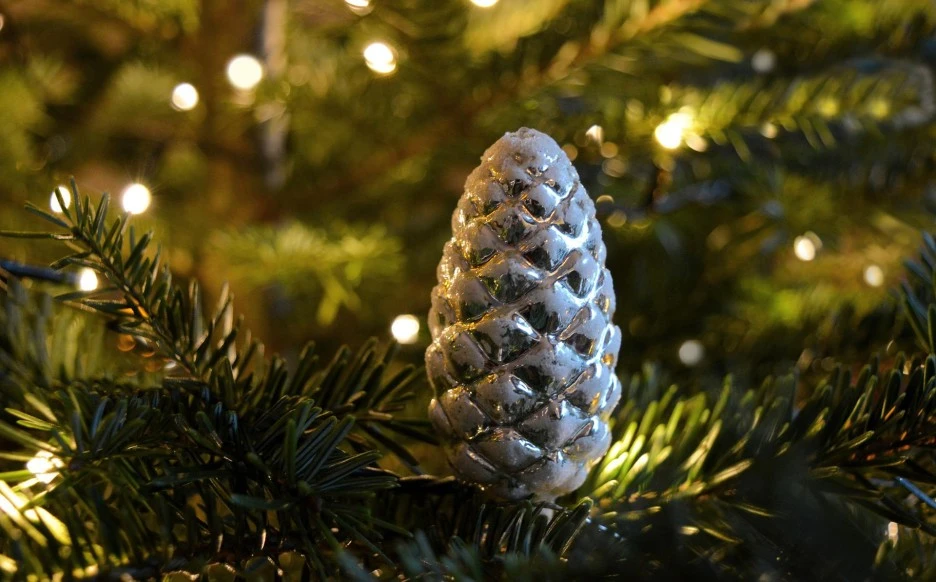 christmas-tree-5831299_1920.jpg?type=w1