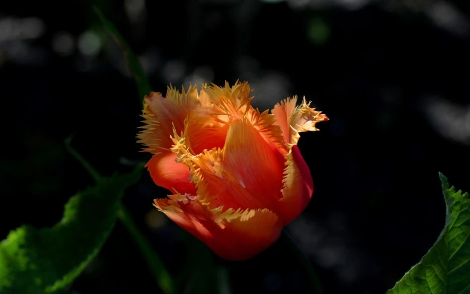 tulipa-lambada-5064138_1920.jpg?typew1