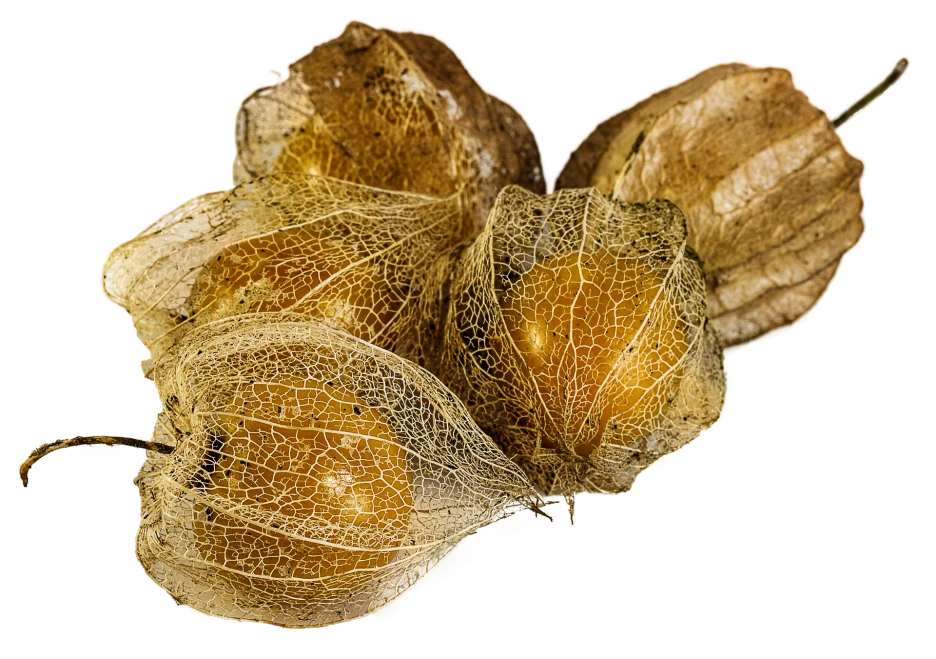 physalis-alkekengi-2673701_1920.png?typew1