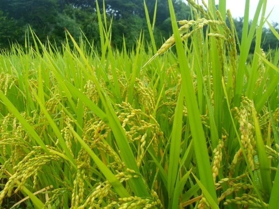 %EB%8B%A4%EC%9A%B4%EB%A1%9C%EB%93%9C_%EB%B2%BC%EC%99%80_%ED%94%BC.jpg?type=w1