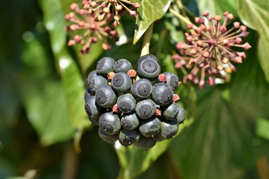 ivy-4963573_1920.jpg?type=w1