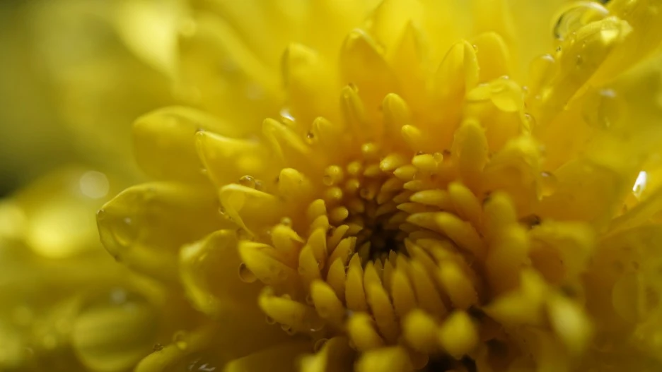 background-4510535_1920.jpg?type=w1