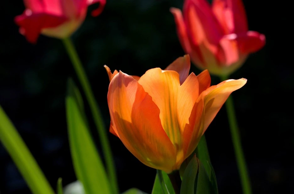 tulipa-fosteriana-orange-emperor-5018429_1920.jpg?typew1