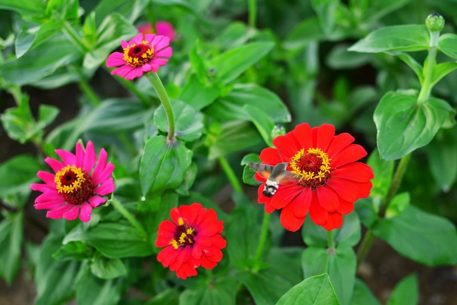 dream-park-2795923_1920.jpg?type=w1