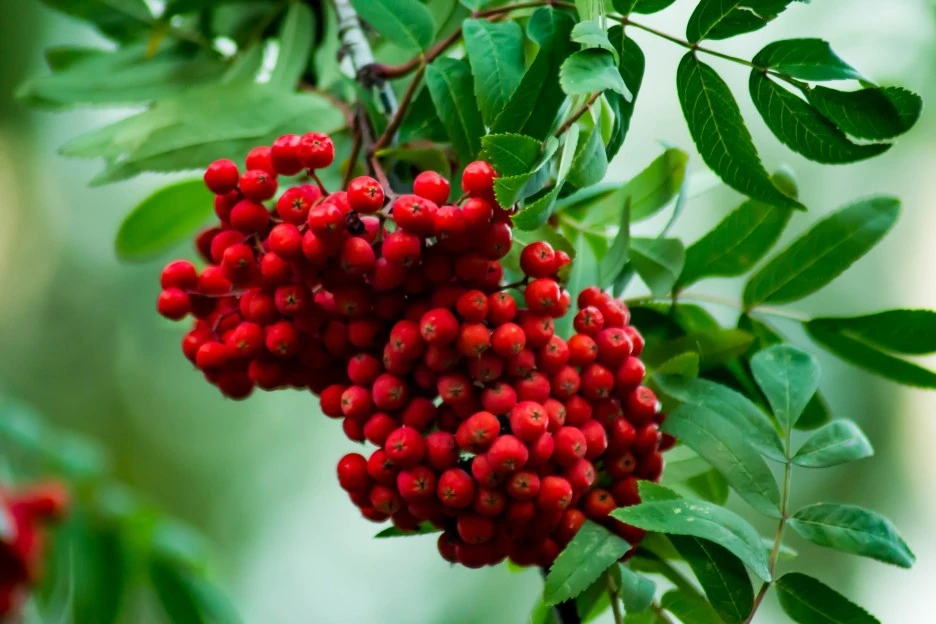 rowan-4522444_1920_(1).jpg?type=w1