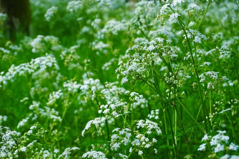 cow-parsley-7143853_1920.jpg?type=w1