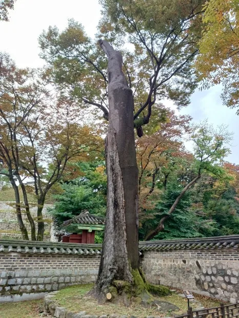 20241027_131356.jpg?type=w466