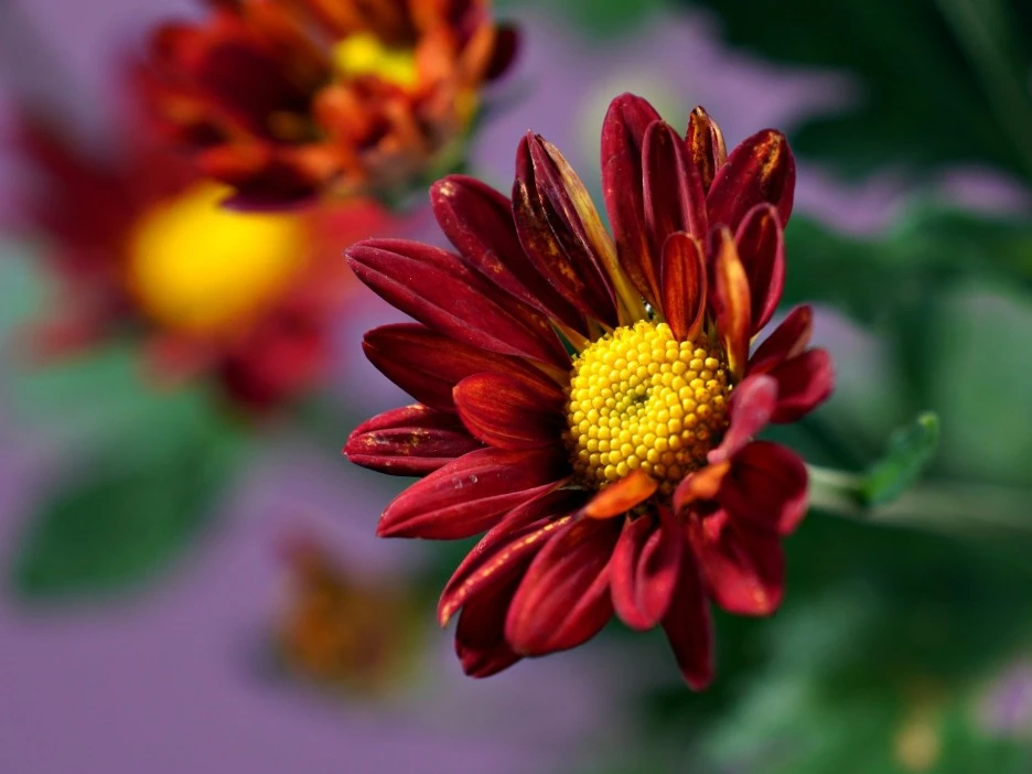 chrysanthemum-7437016_1920.jpg?type=w1