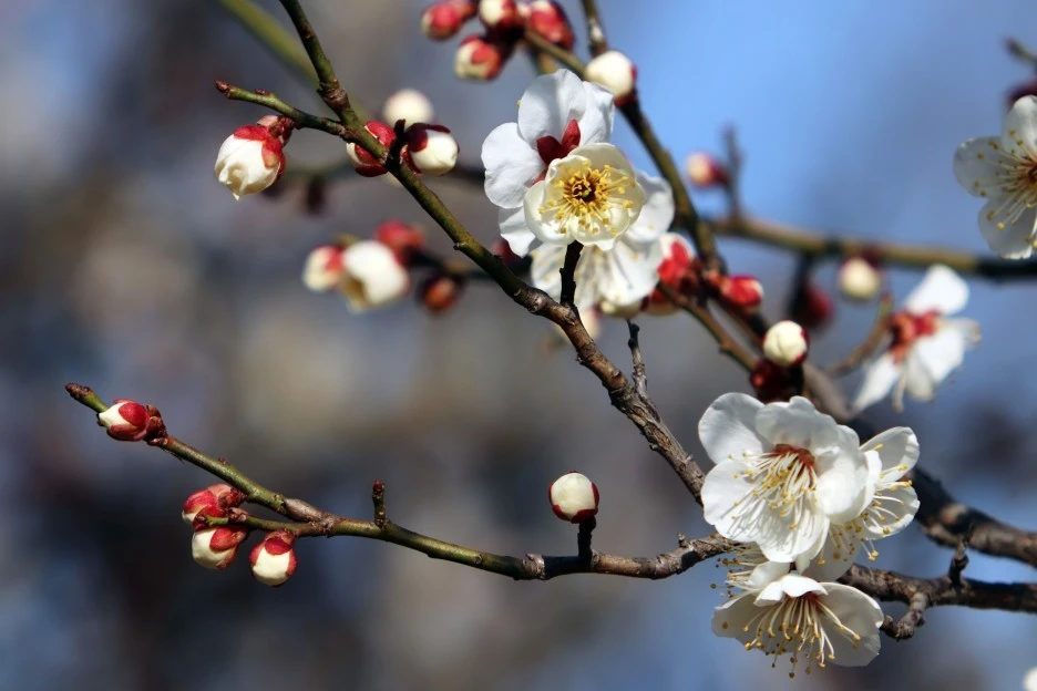 plum-blossom-4920531_1920.jpg?type=w1