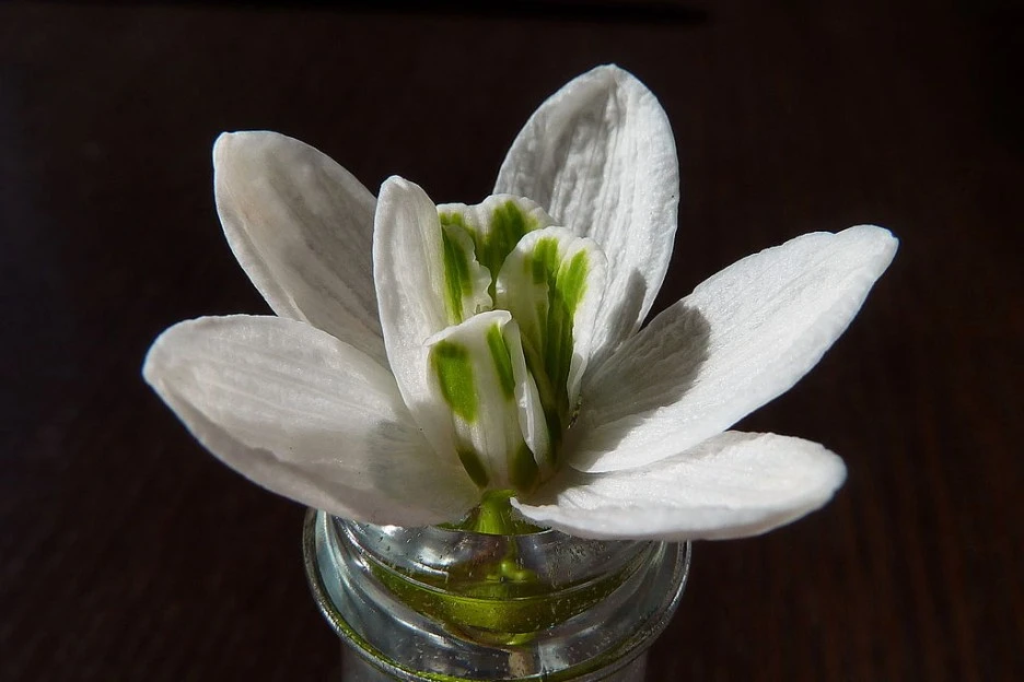 1024px-Snowdrop_with_six_petals_%EC%97%AC%EB%B6%84%EC%9D%98_%ED%85%8C%ED%8C%94%EC%9D%B4%EC%9E%88%EB%8A%94_%EC%8A%A4%EB%85%B8%EC%9A%B0_%EB%93%9C%EB%A1%AD_(%EB%8F%8C%EC%97%B0%EB%B3%80%EC%9D%B4).jpg?type=w1