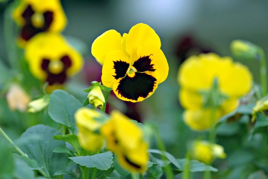 pansies-7299453_1920.jpg?type=w1