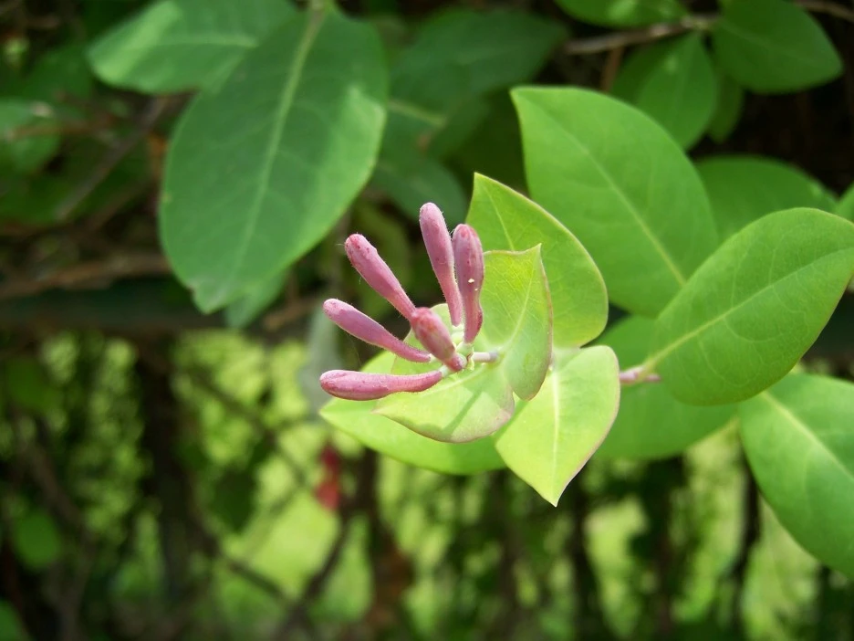 %EC%9D%B8%EB%8F%99%EA%BD%83(%EB%B6%84%ED%99%8D_%EB%B4%89%EC%98%A4%EB%A6%AC).jpg?type=w1