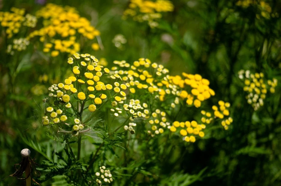tansy-1737980_1920.jpg?typew1