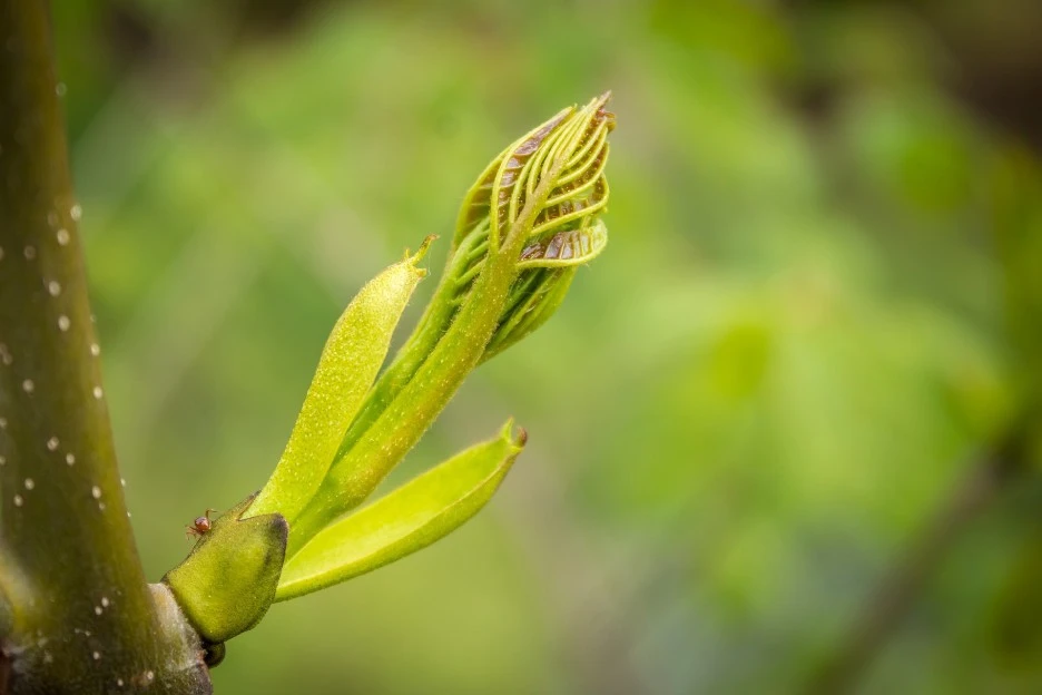 rowan-5089540_1920.jpg?type=w1