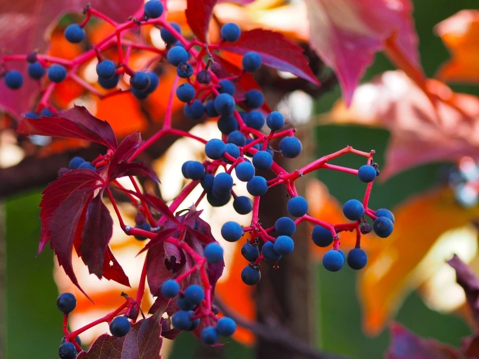 vine-virgin-2886088_1920.jpg?type=w1