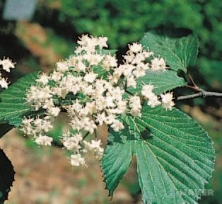 %EA%B5%AD%EB%A6%BD%EC%88%98%EB%AA%A9%EC%9B%90_%EA%B5%AD%EA%B0%80%EC%83%9D%EB%AC%BC%EC%A2%85%EC%A7%80%EC%8B%9D%EC%A0%95%EB%B3%B4.jpg?typew1