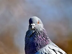 %EB%B9%84%EB%91%98%EA%B8%B0_%EB%AA%A9%EB%B6%80%EB%B6%84.jpg?type=w1