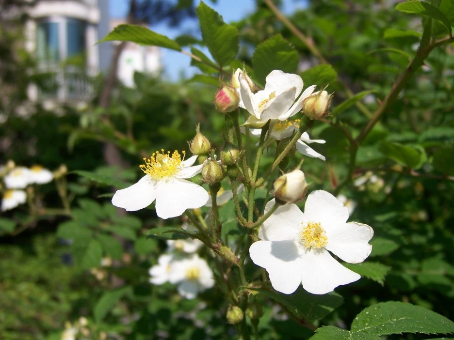 %EC%B0%94%EB%A0%88%EA%BD%83.jpg?type=w1