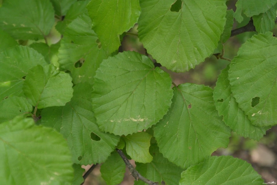 ib58_70_i5_%EA%B5%AD%EB%A6%BD%EC%88%98%EB%AA%A9%EC%9B%90_%EA%B5%AD%EA%B0%80%EC%83%9D%EB%AC%BC%EC%A2%85%EC%A7%80%EC%8B%9D%EC%A0%95%EB%B3%B4.jpg?type=w1