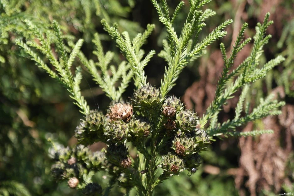 ib58_2294_i1_%EC%82%BC%EB%82%98%EB%AC%B4_%EA%B5%AD%EB%A6%BD%EC%A4%91%EC%95%99%EA%B3%BC%ED%95%99%EA%B4%80_-_%EC%8B%9D%EB%AC%BC%EC%A0%95%EB%B3%B4.jpg?type=w1