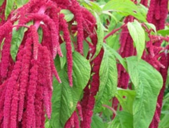 SE-3d5847a9-6c86-4acb-bcc9-ab2a183148ef.jpg?type=w1