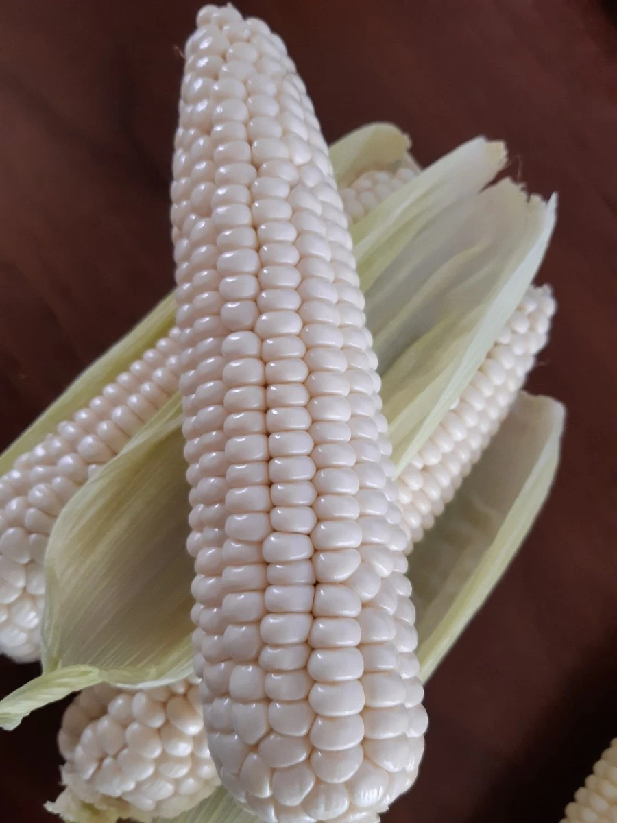 20210717%EF%BC%BF112115.jpg?type=w1