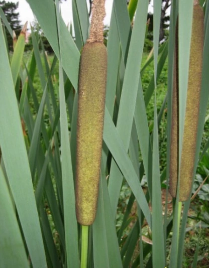 SE-81f59316-ec1e-4808-87d3-eb6fb8b3c738.jpg?type=w1