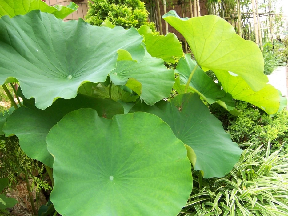 100_3233.jpg?type=w1