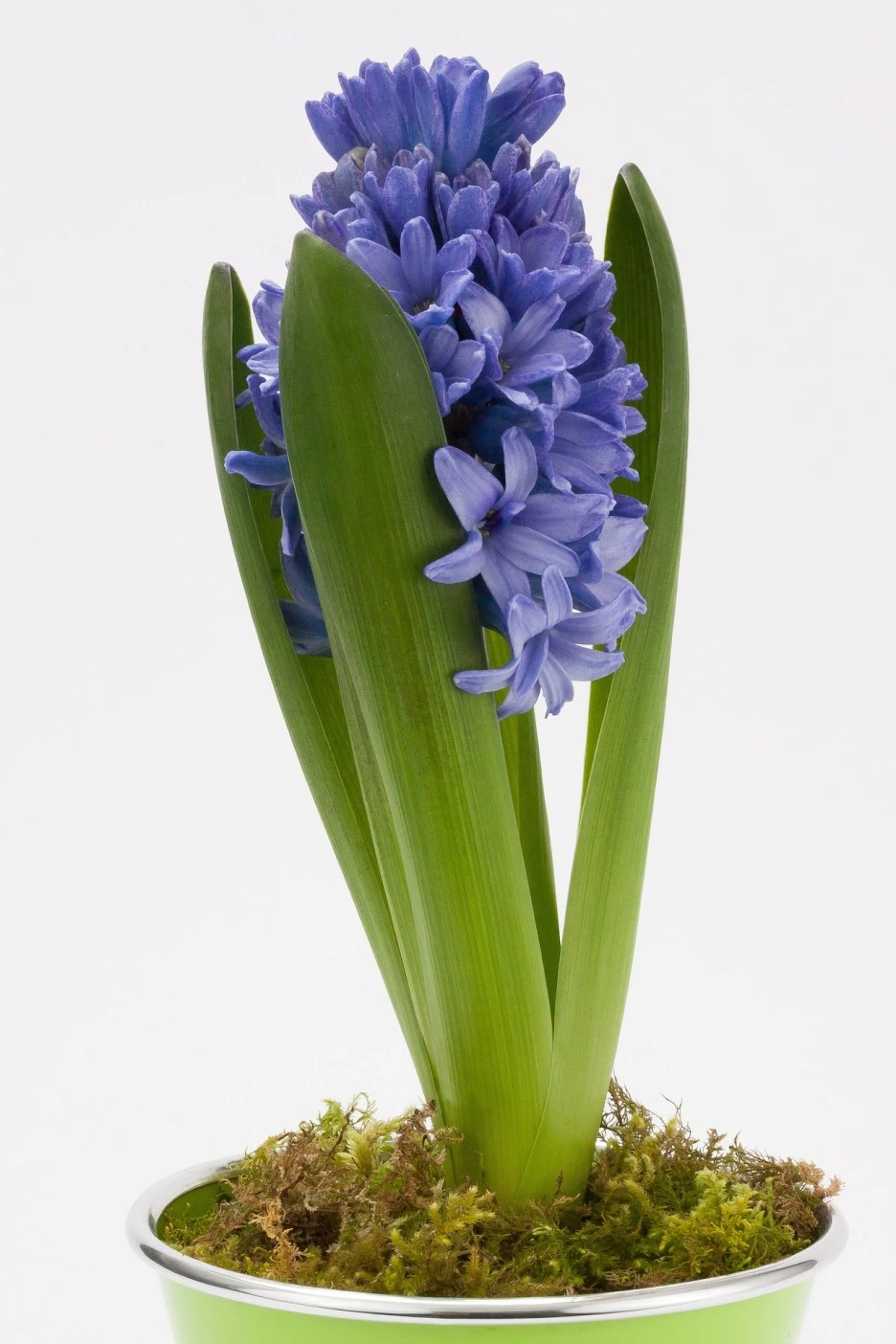 hyacinth-1230667_1920.jpg?typew1