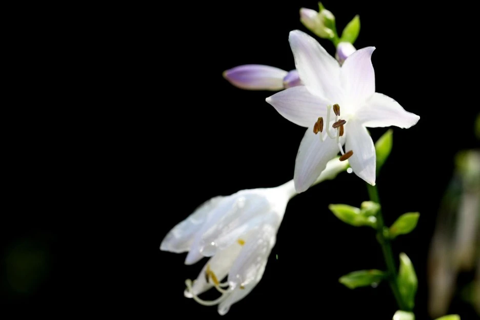 daylilies-5556882_1920.jpg?type=w1