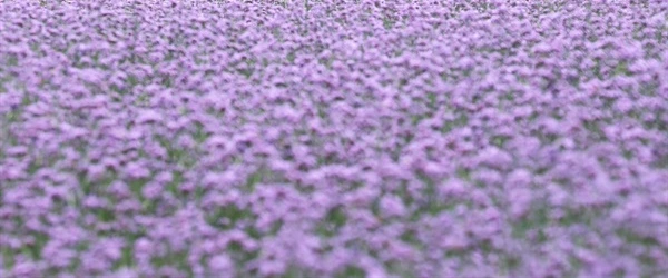 SE-bb1db179-5511-4499-b42d-bd6cde82d6ca.jpg?type=w1