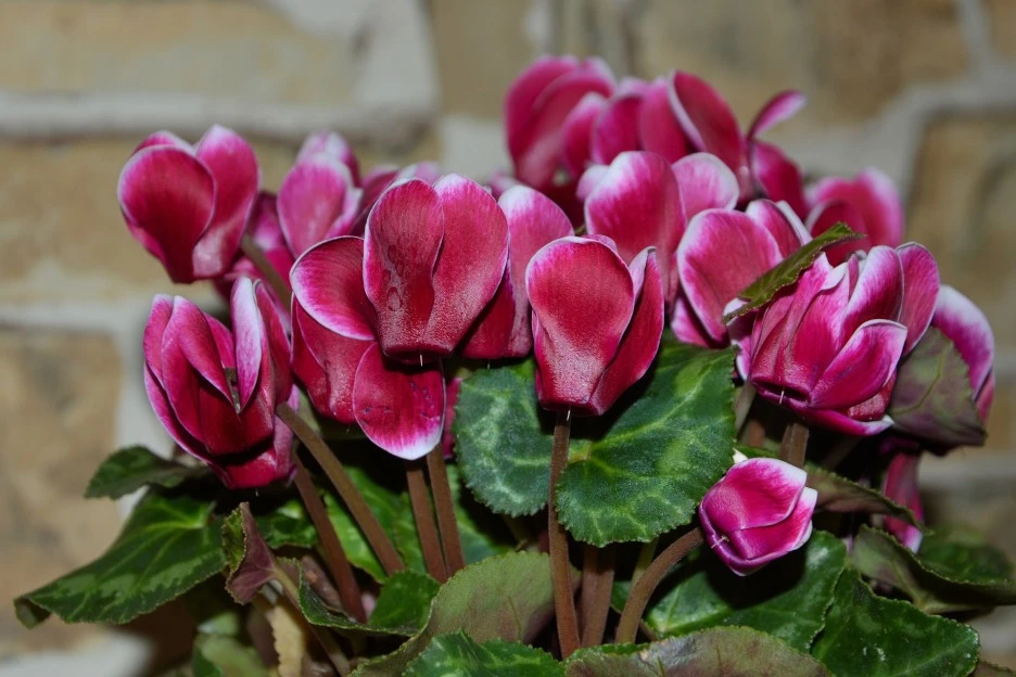 cyclamen-1667405_1920.jpg?type=w1