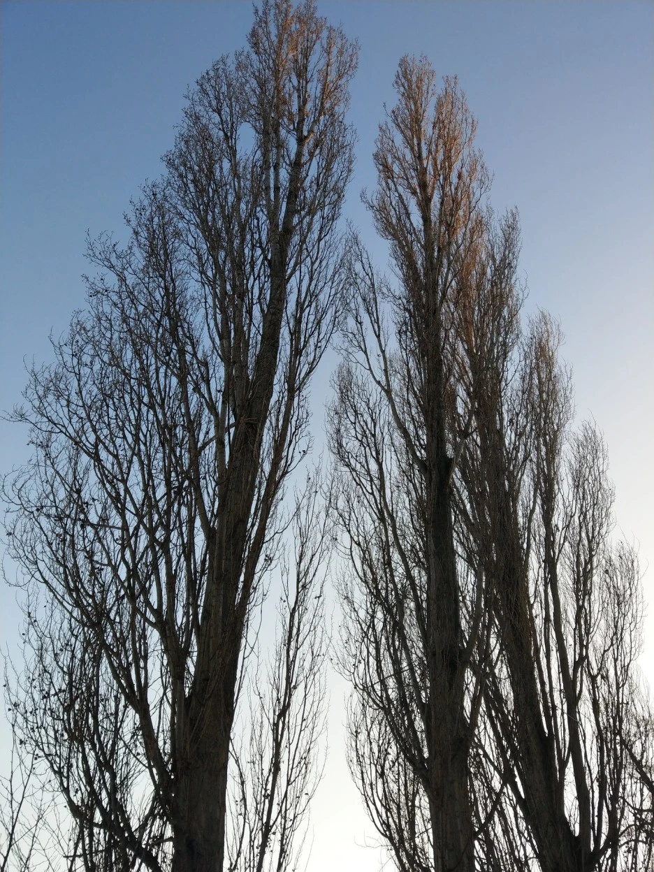 poplar-4804672_1920.jpg?type=w1