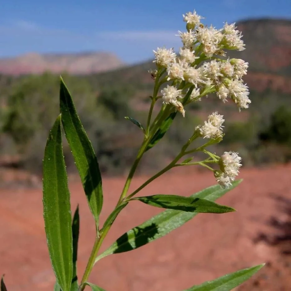 1638140466379.jpg?typew1