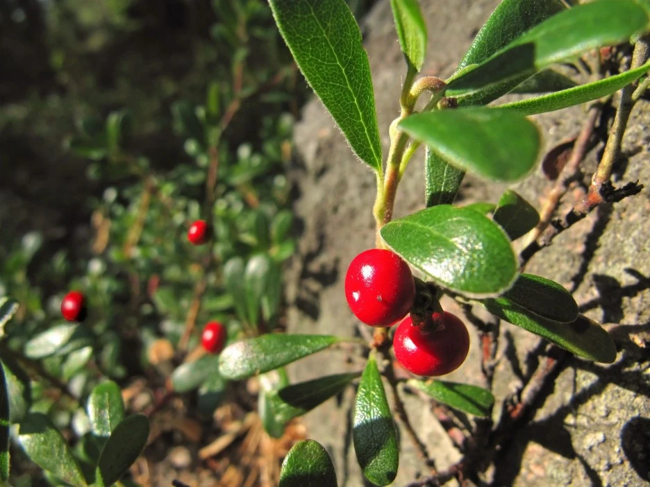 lingonberry-640978_1920.jpg?type=w1