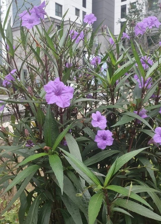 SE-3bfeb148-7155-4b09-87d3-cd55730e6ab2.jpg?type=w1