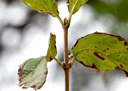 8a75448fdace9765640dc473c565a434.jpg?typew1