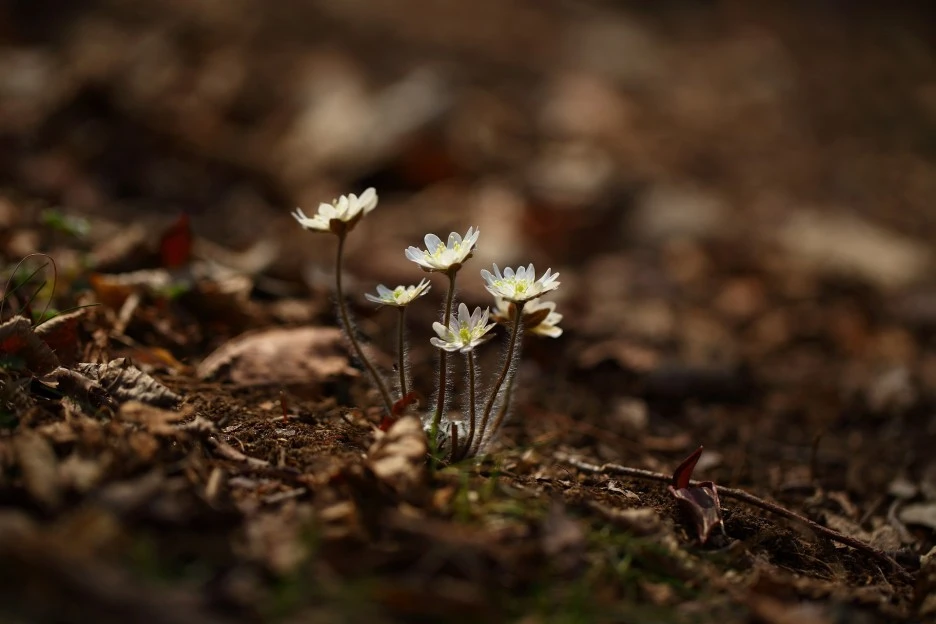 nature-3159125_1920.jpg?type=w1