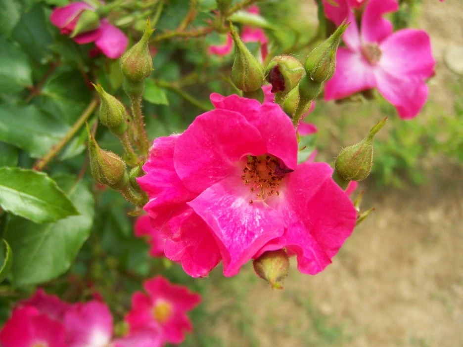 %EB%B6%89%EC%9D%80%EA%BD%837.jpg?type=w1