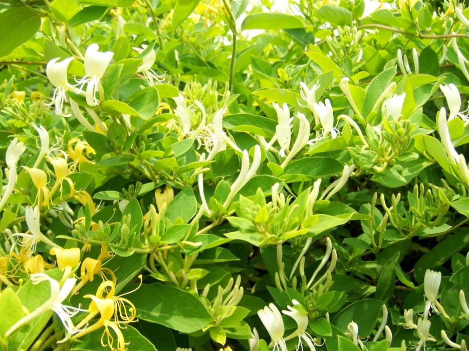 %EC%9D%B8%EB%8F%99%EA%BD%83.jpg?type=w1