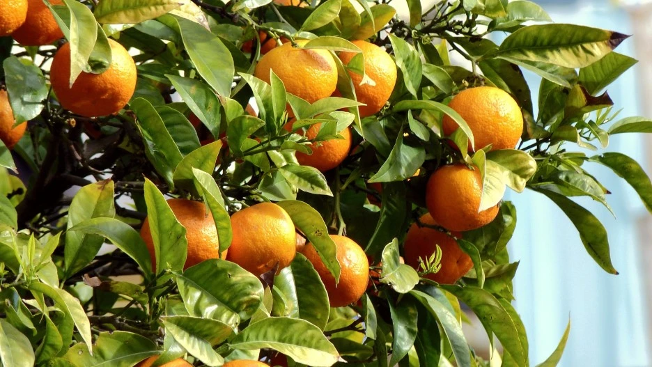 oranges-97152_1920.jpg?type=w1