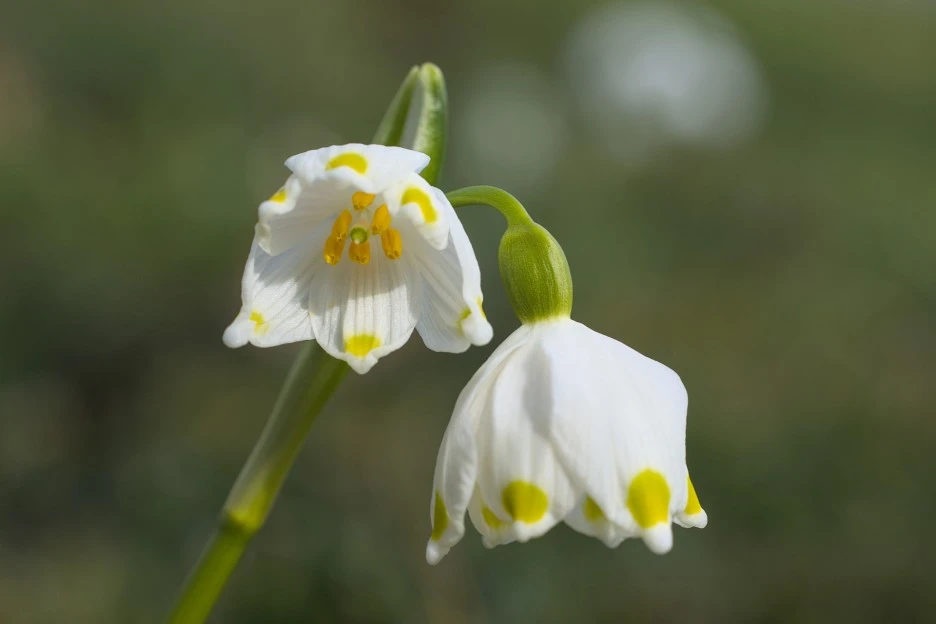 flower-7036300_1920.jpg?typew1