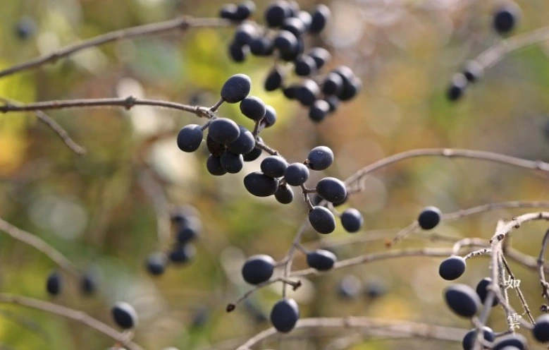 웹 캡처_23-5-2023_111126_cafe.naver.com.jpeg