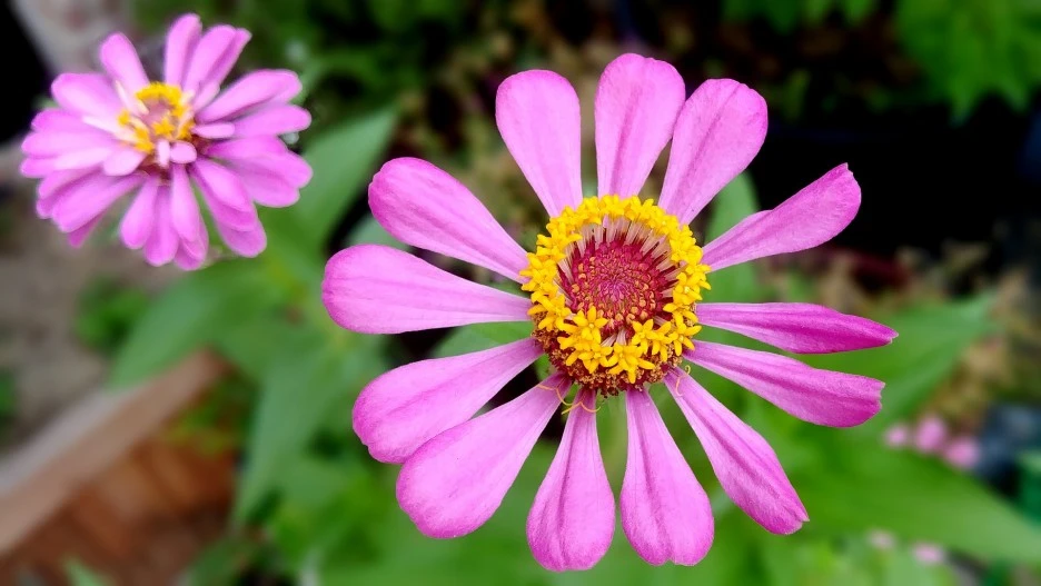 chrysanthemum-3595946_1920.jpg?type=w1