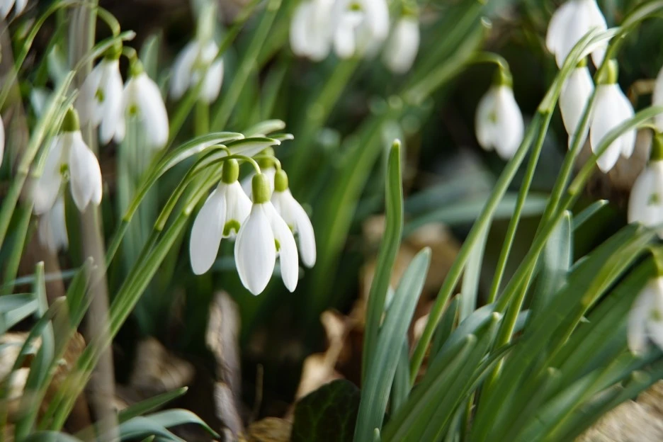 snowdrops-4832562_1920.jpg?typew1