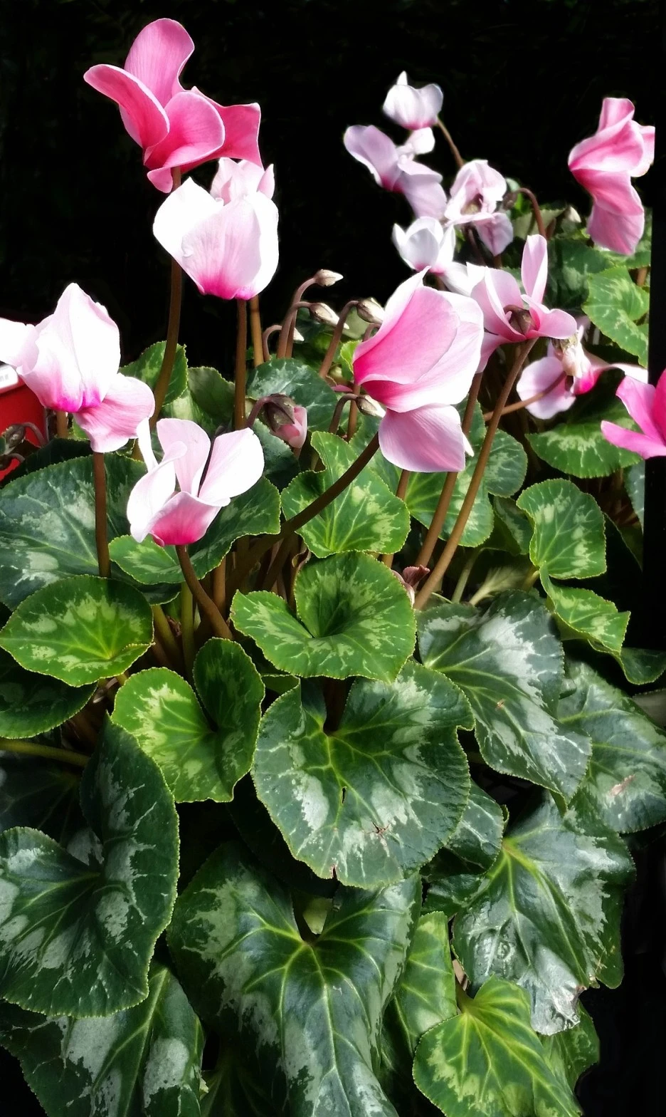 cyclamen-3343025_1920.jpg?type=w1